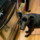 A black dog standing in front of a stove